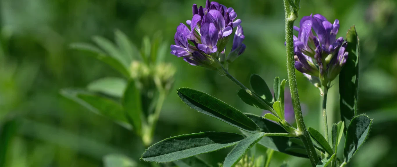 alfalfa-plant