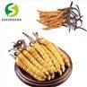 Cordyceps Extract Powder