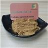 Fadogia Agrestis Extract Capsule
