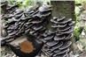 Turkey Tail Extract